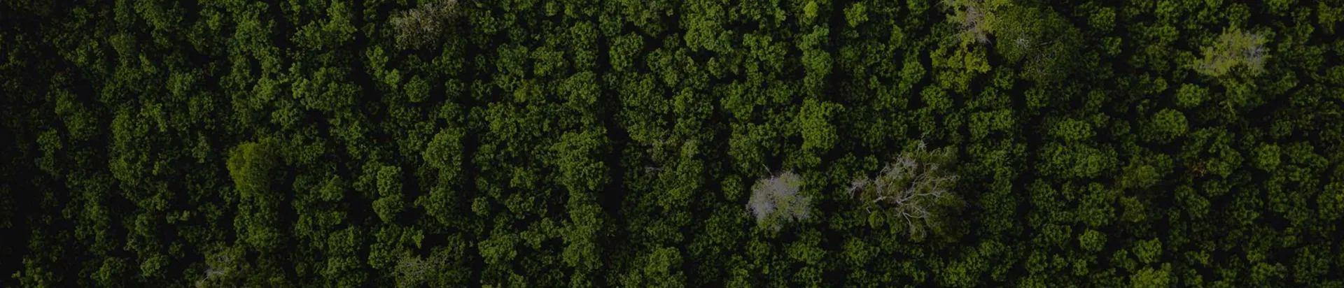 Vista aérea de un bosque